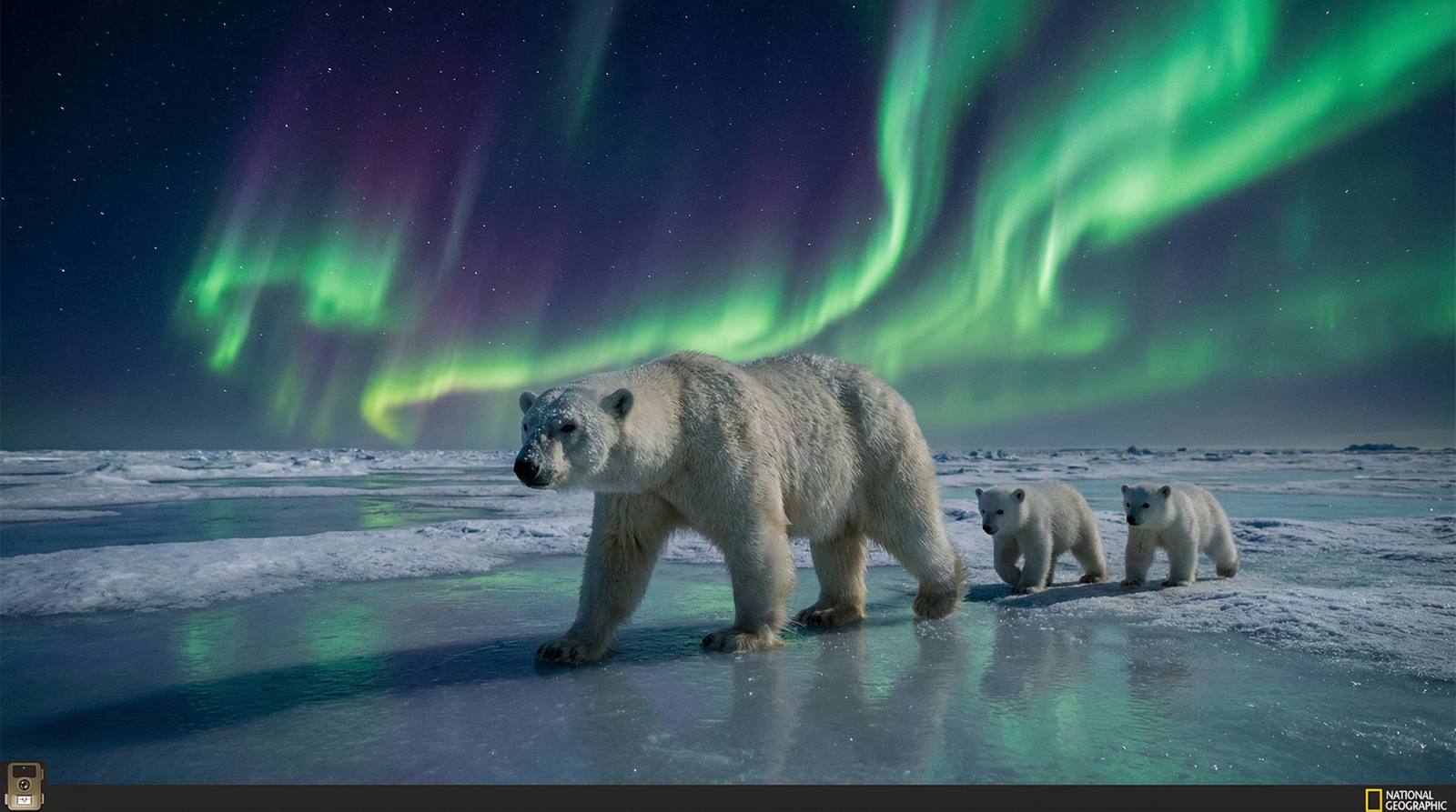 困困兔北极熊视频